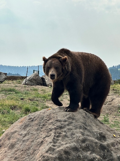 Montana Grizzly Encounter