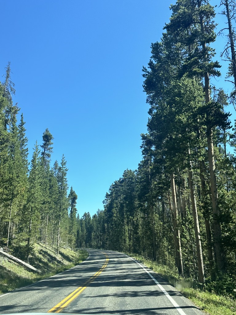 Drive along East Yellowstone Loop
